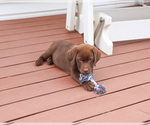 Small #5 Labrador Retriever