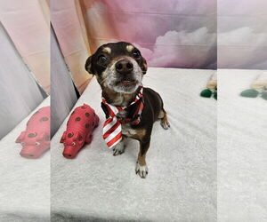 Medium Chihuahua Mix