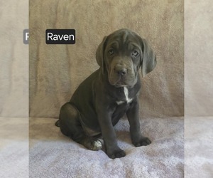 Cane Corso Puppy for sale in MINERAL WELLS, WV, USA