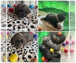 Small Photo #21 French Bulldog Puppy For Sale in CARROLLTON, TX, USA