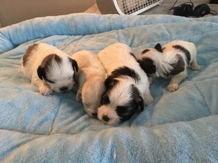 Mal-Shi Puppy for sale in TALLAHASSEE, FL, USA