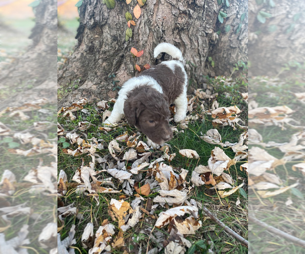 Medium Photo #6 Australian Labradoodle Puppy For Sale in PEA RIDGE, AR, USA