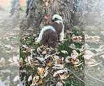 Small Photo #6 Australian Labradoodle Puppy For Sale in PEA RIDGE, AR, USA