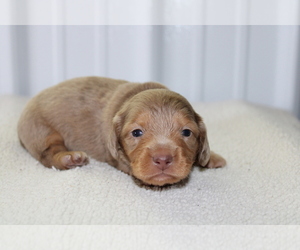 Dachshund Puppy for sale in BLOOMINGTON, IN, USA