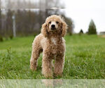 Small Photo #13 Poodle (Toy) Puppy For Sale in WARSAW, IN, USA