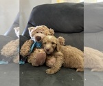 Puppy Teddy Double Doodle