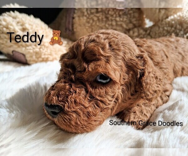 Medium Photo #5 Goldendoodle (Miniature) Puppy For Sale in GASTONIA, NC, USA