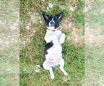 Small #1 Collie