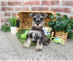 Small #2 Schnauzer (Miniature)