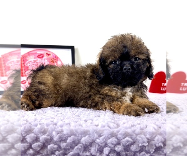 Medium Photo #5 Shih-Poo Puppy For Sale in INDIANAPOLIS, IN, USA