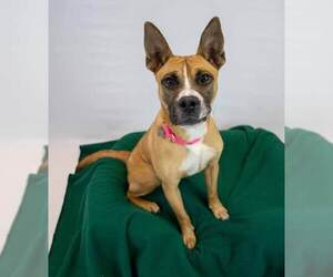 Adina - Female Mutt Dog for Adoption - Photo #3