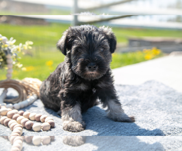 Medium Photo #2 Schnauzer (Miniature) Puppy For Sale in BALTIC, OH, USA