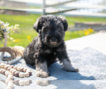 Small #1 Schnauzer (Miniature)