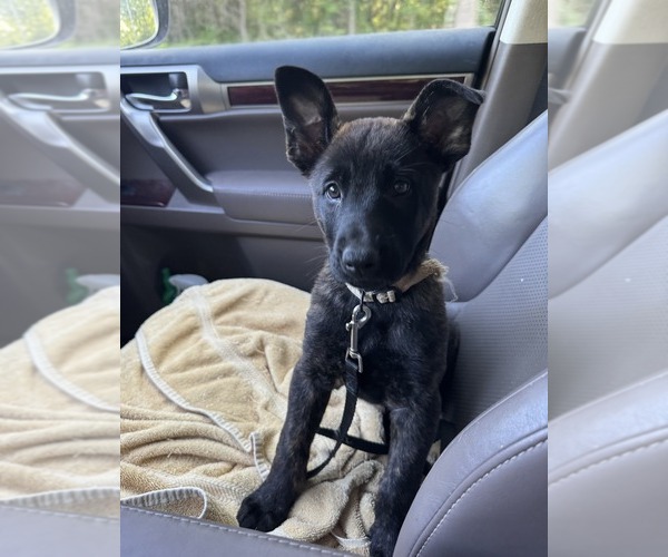 Medium Photo #3 Belgian Malinois-Dutch Shepherd Dog Mix Puppy For Sale in BLOOMINGTON, IN, USA