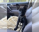 Small #2 Belgian Malinois-Dutch Shepherd Dog Mix