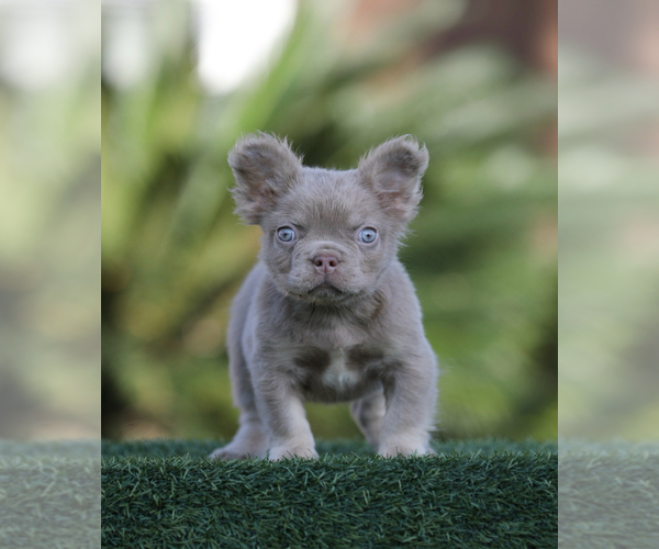 Medium Photo #2 French Bulldog Puppy For Sale in JERSEY CITY, NJ, USA