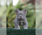 Small #1 French Bulldog