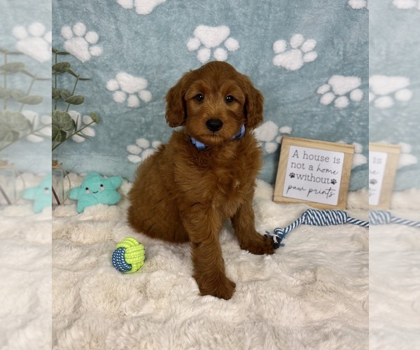 Medium Photo #2 Goldendoodle mix (+ Poodle Miniature) Puppy For Sale in NOBLESVILLE, IN, USA