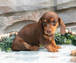 Puppy Logan Dachshund
