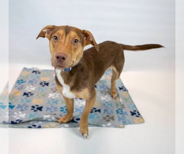 Medium Photo #4 Dachshund-Unknown Mix Puppy For Sale in Kennesaw, GA, USA