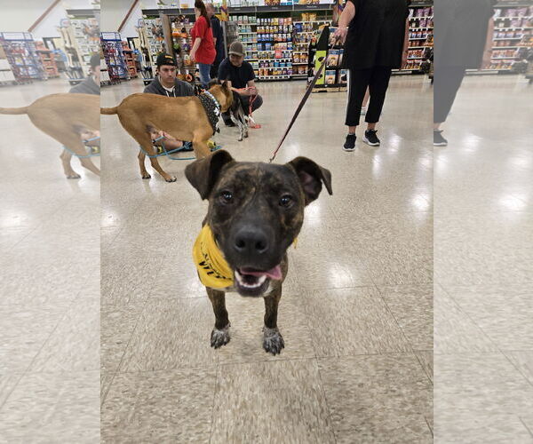 Medium Photo #2 Labrador Retriever-Plott Hound Mix Puppy For Sale in Minneapolis, MN, USA