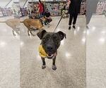 Small Photo #2 Labrador Retriever-Plott Hound Mix Puppy For Sale in Minneapolis, MN, USA