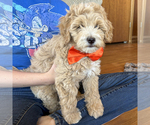 Small #3 Goldendoodle (Miniature)