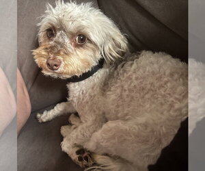 Havamalt Dogs for adoption in St. Louis Park, MN, USA