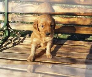 Golden Retriever Puppy for sale in LEON, KS, USA