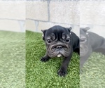 Small #10 French Bulldog