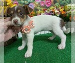 Small #1 Jack Russell Terrier