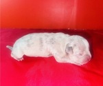 Puppy 6 American Bully