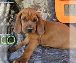 Small #1 Redbone Coonhound