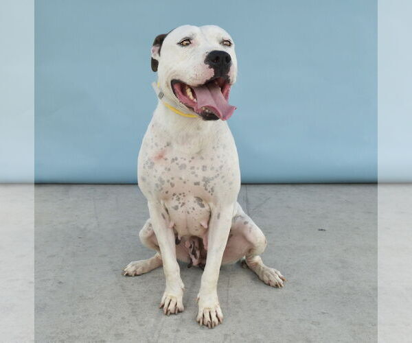 Medium Photo #2 American Pit Bull Terrier Puppy For Sale in Pasadena, CA, USA