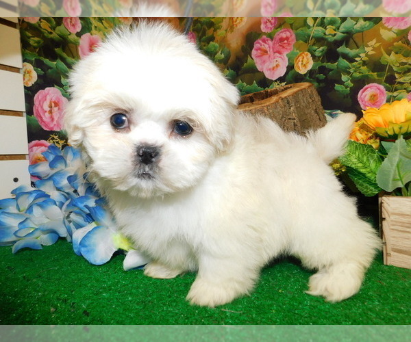 Medium Photo #3 Shih Tzu Puppy For Sale in HAMMOND, IN, USA