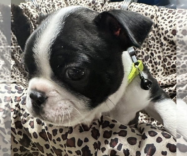 Medium Photo #3 Boston Terrier Puppy For Sale in FLINT, MI, USA