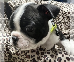 Medium Boston Terrier