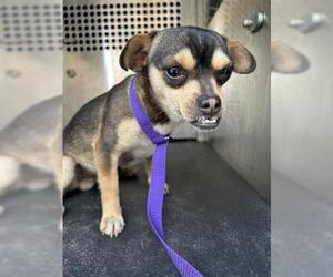 Chihuahua Dogs for adoption in San Martin, CA, USA
