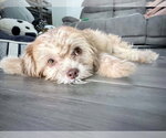 Small #3 Shih Tzu Mix