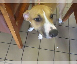 Black Mouth Cur Dogs for adoption in Ocala, FL, USA