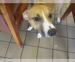 Small Black Mouth Cur