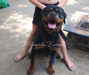 Father of the Rottweiler puppies born on 07/11/2025