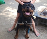 Small Photo #1 Rottweiler Puppy For Sale in KLAMATH FALLS, OR, USA