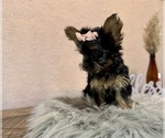 Small #2 YorkiePoo