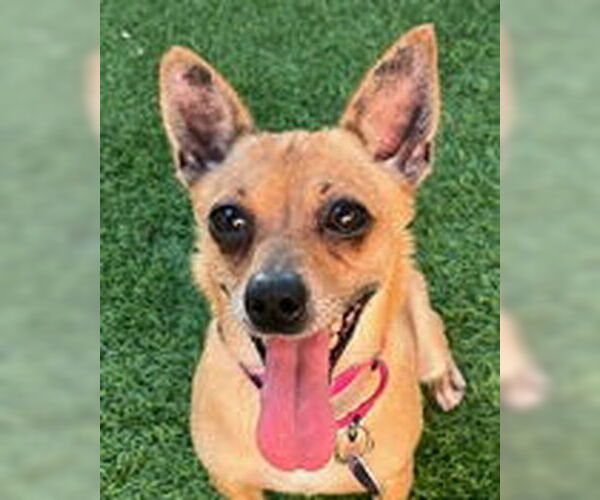 Medium Photo #4 Chihuahua Puppy For Sale in Fremont, CA, USA