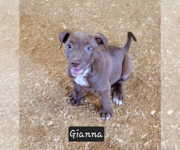 Medium Photo #2 Labrador Retriever-Rhodesian Ridgeback Mix Puppy For Sale in Granbury, TX, USA
