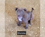 Small #1 Labrador Retriever-Rhodesian Ridgeback Mix