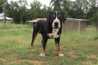 Father of the Greater Swiss Mountain Dog puppies born on 08/31/2018