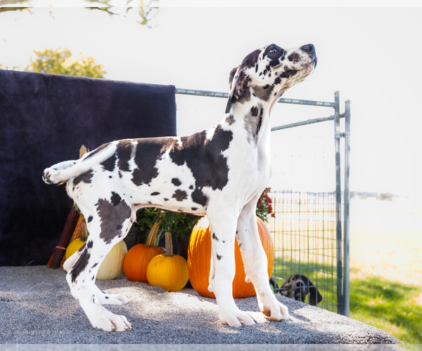 Medium Photo #4 Great Dane Puppy For Sale in WAKARUSA, IN, USA