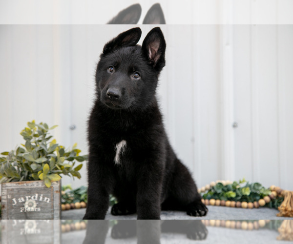 Medium Photo #4 German Shepherd Dog Puppy For Sale in SHIPSHEWANA, IN, USA
